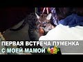 Первая РЕАКЦИЯ МОЕЙ МАМЫ НА ПУМУ / Знакомство нового котенка с родными