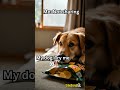 “Dog Logic: If You Eat, I Eat 😂🐶” #memetok #relatable #funnyshorts #dogmeme #funnypets #dogtok