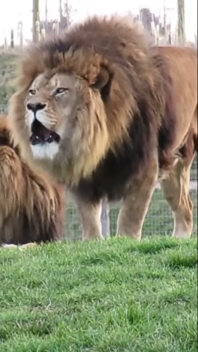 Big male Lions 🦁🦁in the rain.🤩