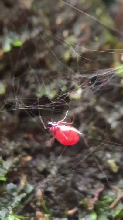 Tiny red spider 🇧🇷 Brazil