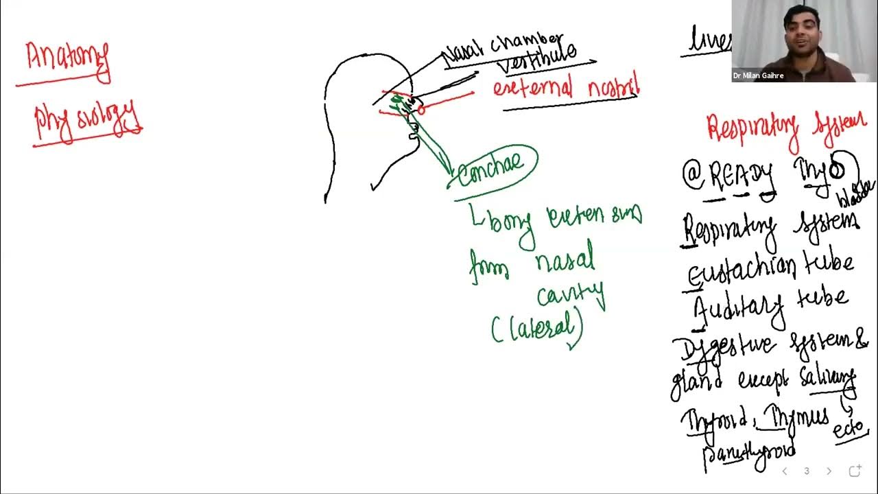 Respiratory system part 1 cee lecture by milan ghaire sir YouTube