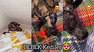 Reynmenin Kedisi Doğum Yaptı - Bebek Kediler