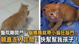 醫院剛開門「貓媽媽就帶小貓狂敲門」 競直走入診間:快幫幫我孩子!|貓咪故事