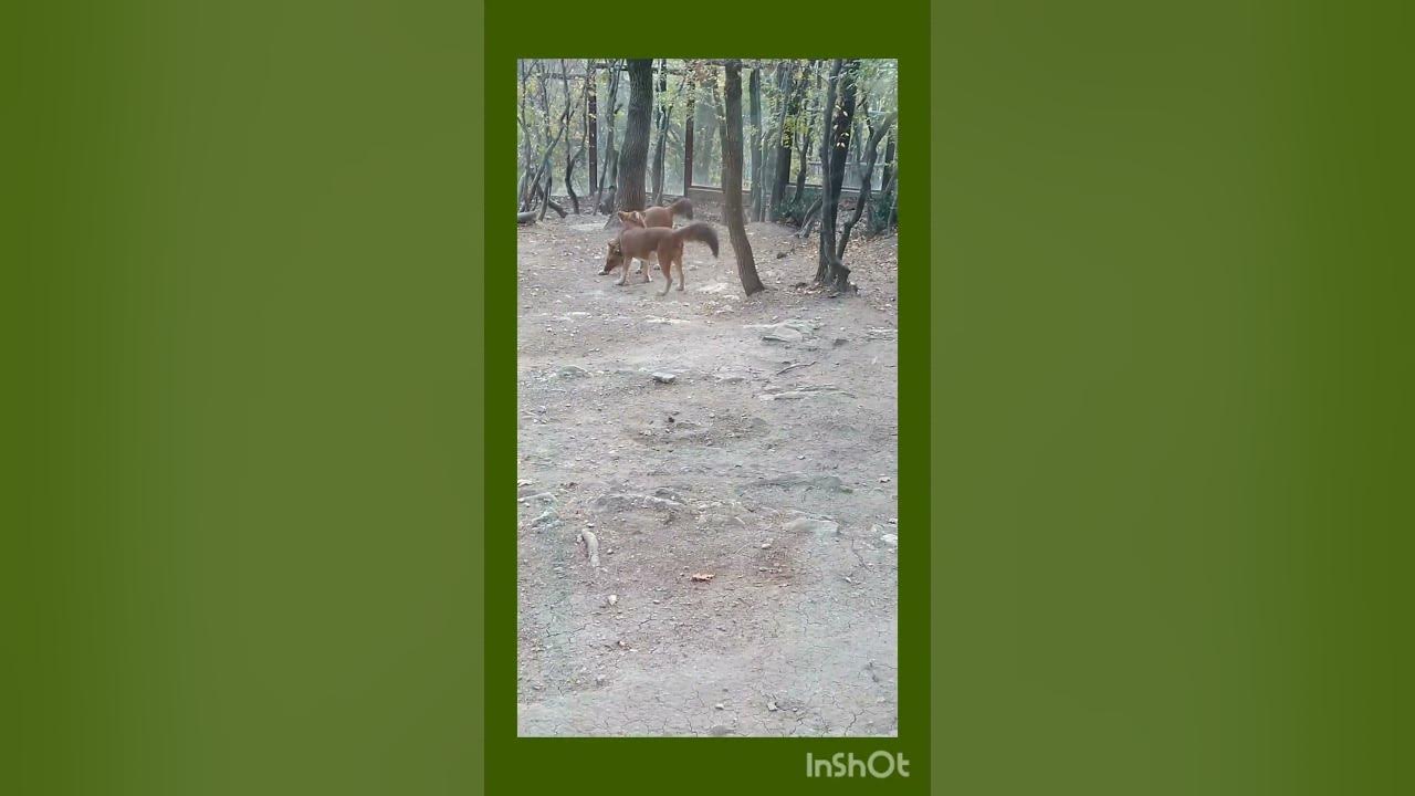 Красные волки#сафари парк#геленджик - YouTube