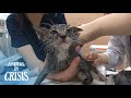 Kitten Nearly Choking On Glue Wants To Know If His Brother's Survived Too | Animal In Crisis EP75