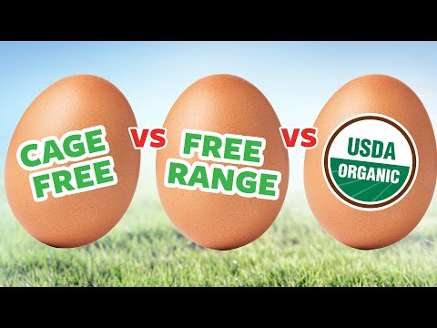 Video: Perbedaan Antara Cage Free Dan Free Range