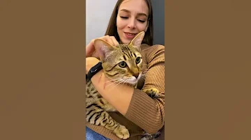 Правда о том, почему перенесли саванну Кейси 😿 Знакомимся ближе с Титаном 😺
