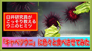 キャベツウニ Youtube