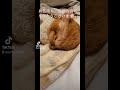 ともぞうは元気です‼️