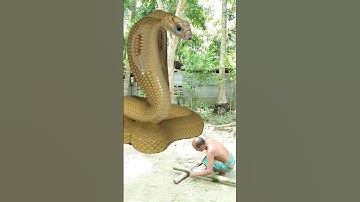 Anaconda Snake in real life P90#shorts#snake #python #snakes #nagin#anaconda #bigsnake #viralVideo