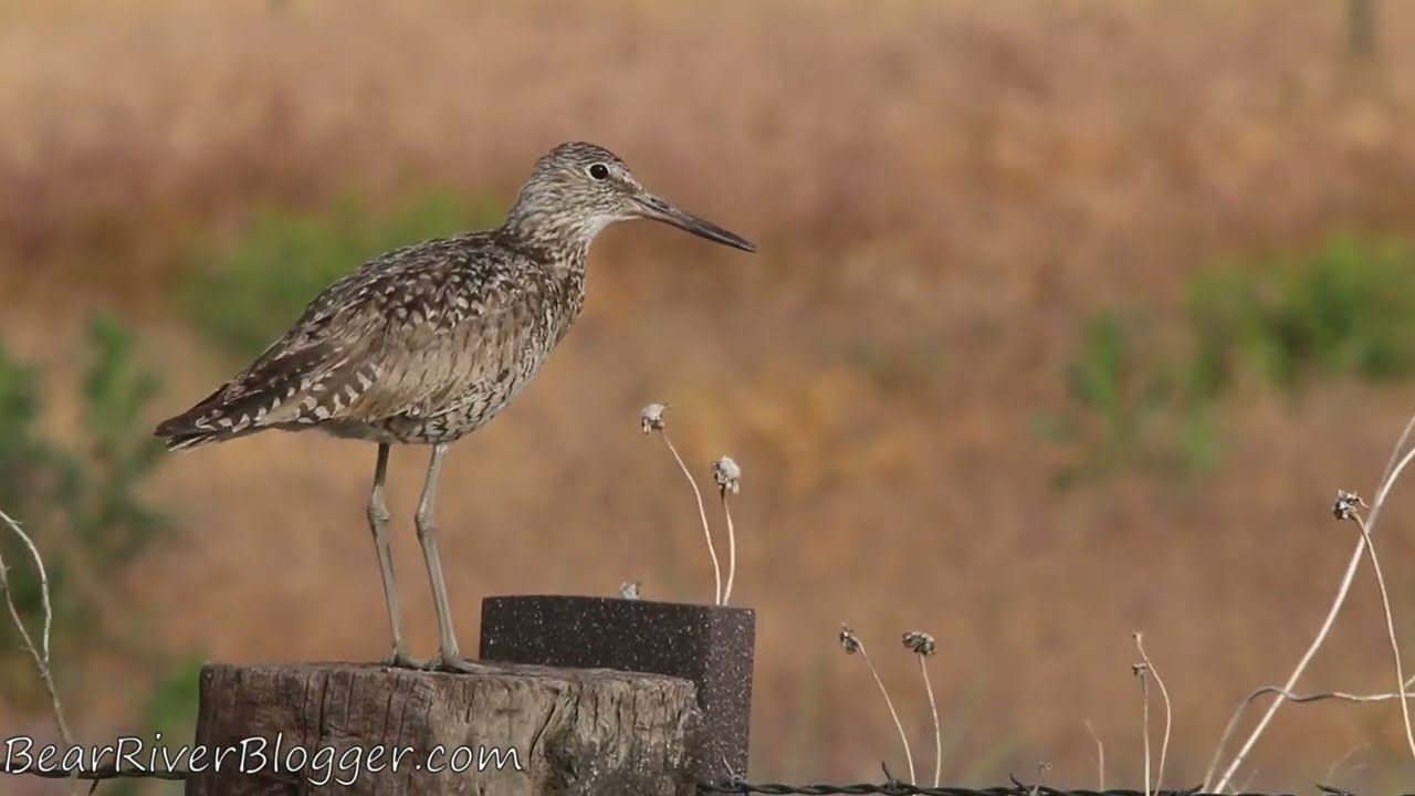 Willet Sounds and Calls