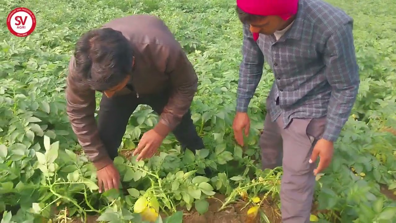 Napoleon Potato Variety | 60 Days | Sambhal, UP / नेपोलियन आलू किस्म | 60 दिन | संभल, उत्तर प्रदेश