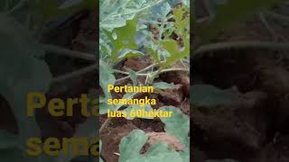 pertanian semangka di malasyia
