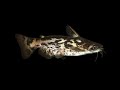 Wood Catfish In Planet Earth Aquarium Mysore