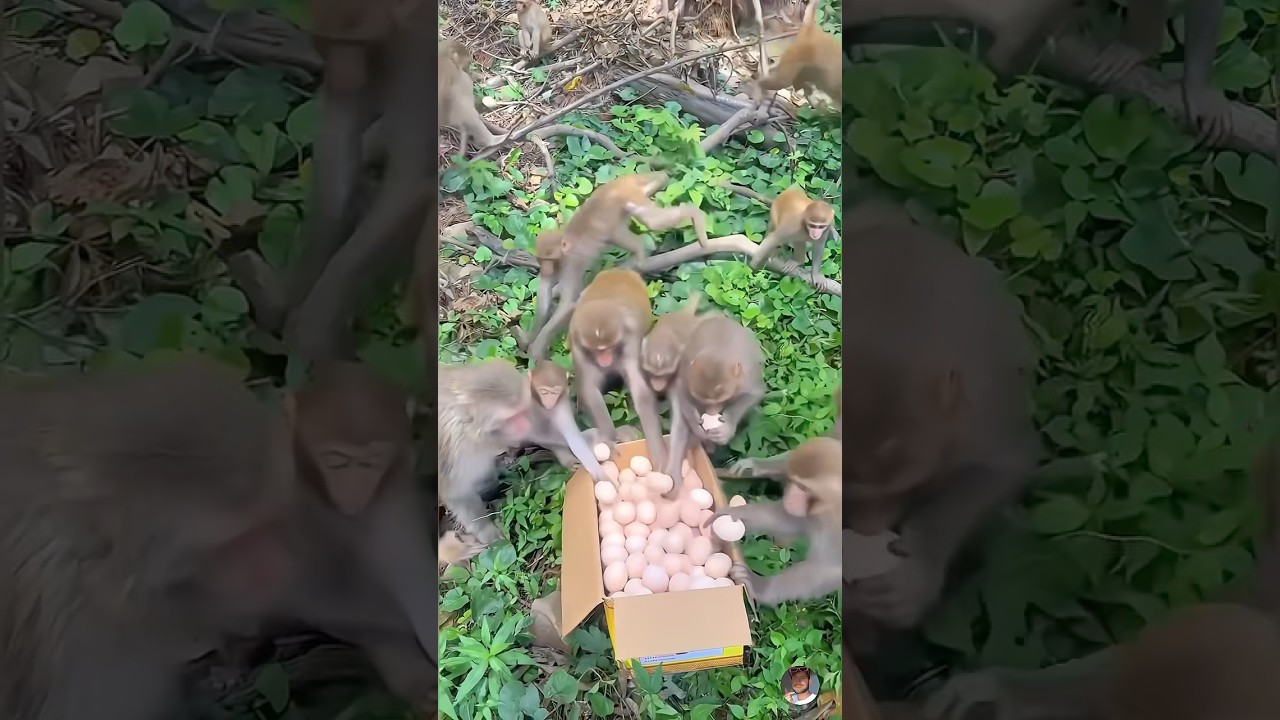 All Monkeys Eating Eggs 🥚🙉