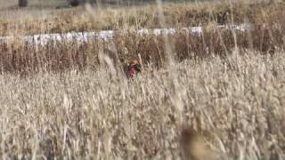The Airedale Terrier Upland Hunting Style