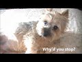 A Day in the Life of Cosmo the Silky Terrier の動画、YouTube動画。