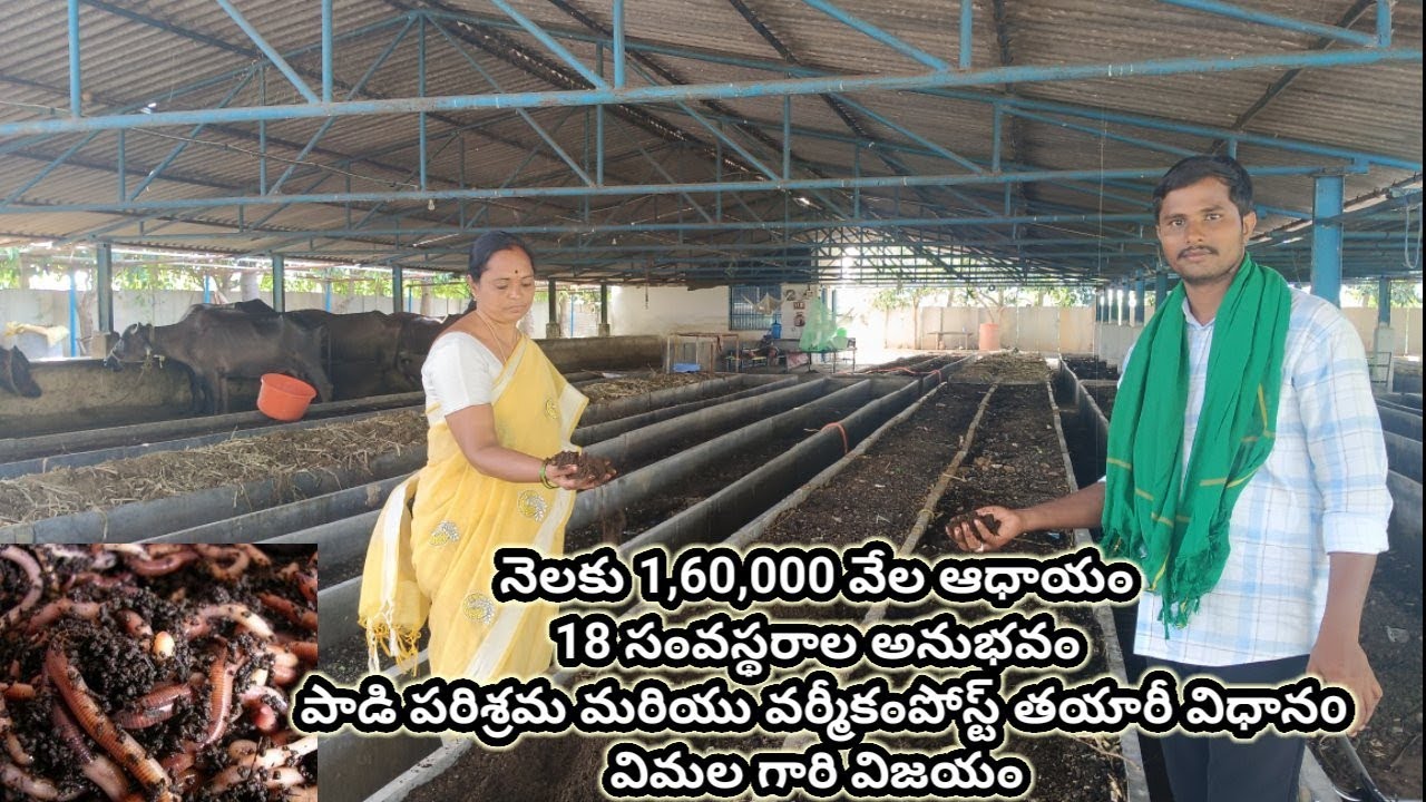 Dairy Farm..How To Start a Dairy farm In Business