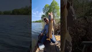 Нарешті ЩУКА ОЧУХАЛАСЯ після НЕРЕСТУ! #джиг #fishing #щука