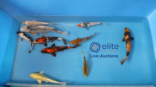 Elite Koi's Japanese Koi Auction Livestream Event - Bid on Stunning Varieties from Home!