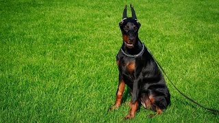 How to stop a Doberman Pinscher from chasing rabbits?