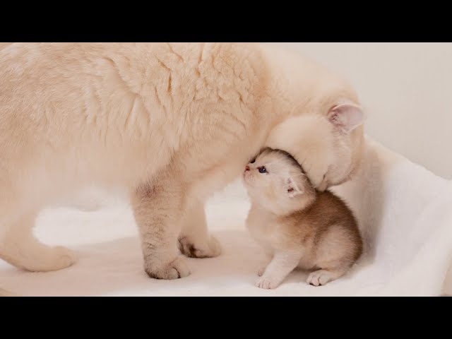 CUTEST CAT: Snow Reaction When Daddy Is Mad ❤️❤️ So Cute ❤️❤️ 