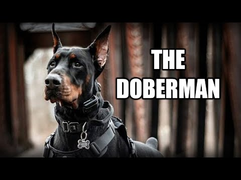 Wideo: Historia Powstania Rasy Psów Doberman