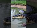 Crocodile’s Daily Life – Short Realistic Story  #animals #wildlife #komodo #crocodile #nature