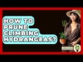 How To Prune Climbing Hydrangeas? - The Plant Enthusiast