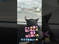 【天才お喋り猫】野良猫にビビりながら挑発!そして超早口になる! #天才猫 #しゃべる猫