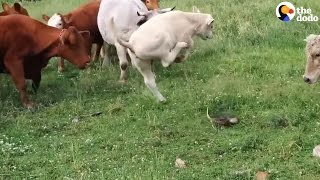 Group Of Cows Is So Scared Of Tiny Turtle The Dodo