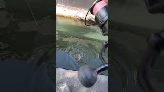 la pêche du silure dans paris en toute simplicité