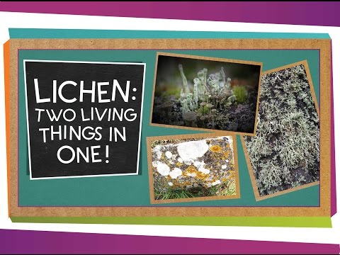 Lichen: Two Living Things In One | Biology for Kids