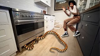 Venomous snake in her kitchen! Profile