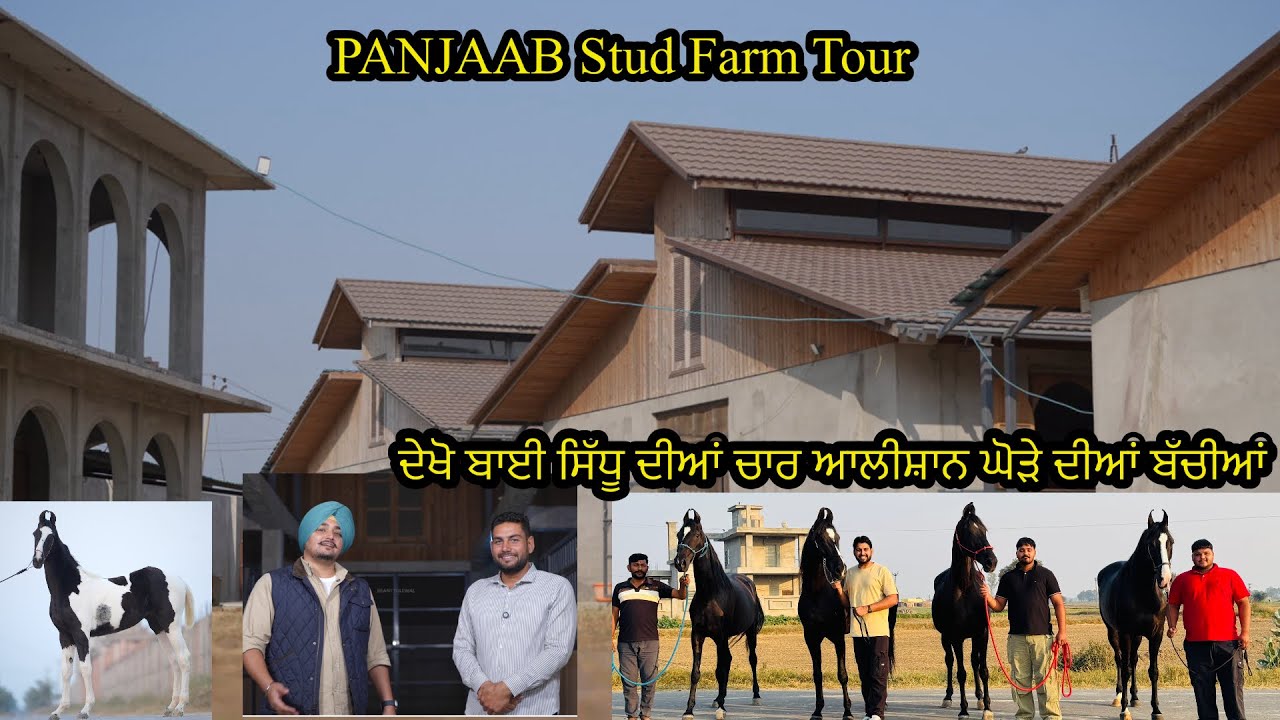 ਦੇਖੋ ਕਿਵੇਂ ਦਾ ਬਣਿਆ ਹੋਇਆ ਪੰਜਾਬ ਸਟੱਡ ਫਾਰਮ ਬਾਈ ਸਿੱਧੂ ਦੀਆਂ ਚਾਰ ਆਲੀਸ਼ਾਨ ਘੋੜੇ ਦੀਆਂ ਬੱਚੀਆਂ ਦੇਖੋ #horse 
