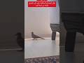 طائر القمري او اليمام يدخل إلى المنزل هاربا من شدة الحرارة