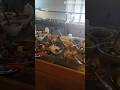 Café colonial e restaurante localizo em Ivoti RS #cafecolonial #restaurante