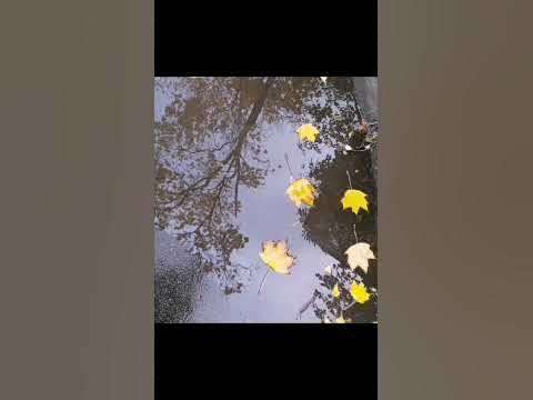 Осіння палітра/ Осенняя палитра/ Краски осени / Барви осені - YouTube