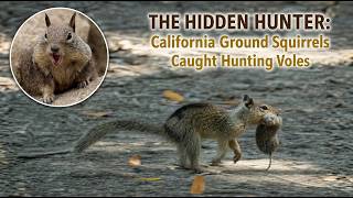 The Hidden Hunter: California Ground Squirrels Caught Hunting Voles