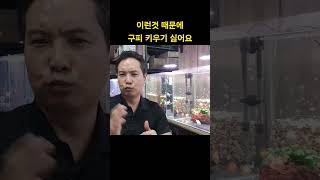 물고기 키우기 너무 힘들어요. 구피 키울 때 어려운것들. #어항청소 #어항 #자동물보충 #환수 #구피 #구피어항 #수초어항