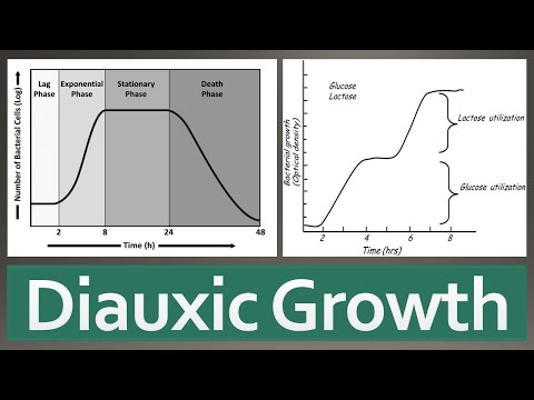 Video: În creșterea diauxică care faze de creștere au loc?