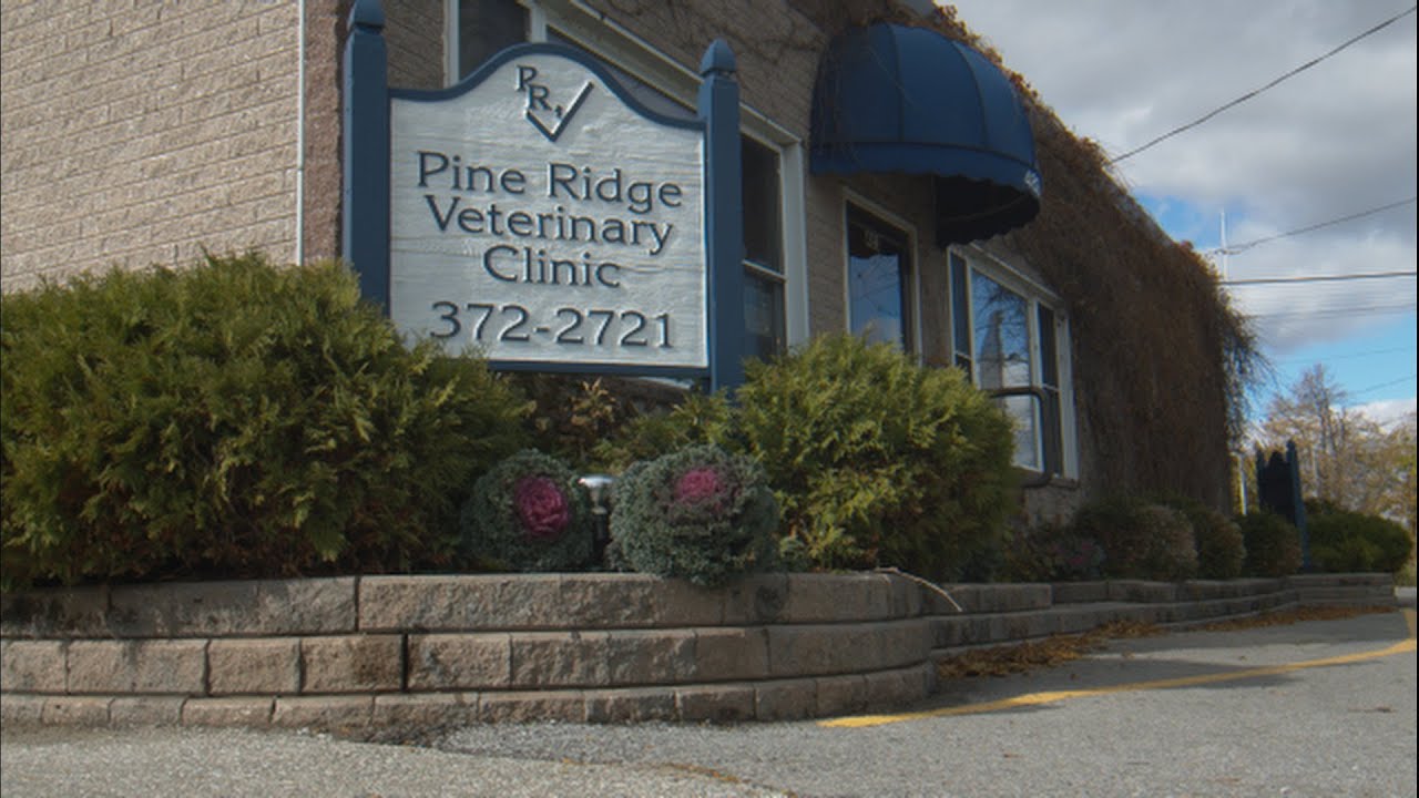 Pine Ridge Veterinary Clinic Vetoquinol "Who Let The Dogs Out" Flashmob YouTube