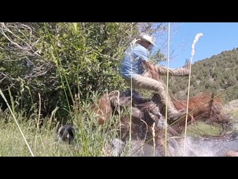 Trail Horse Training — Introducing Water Crossings at the River