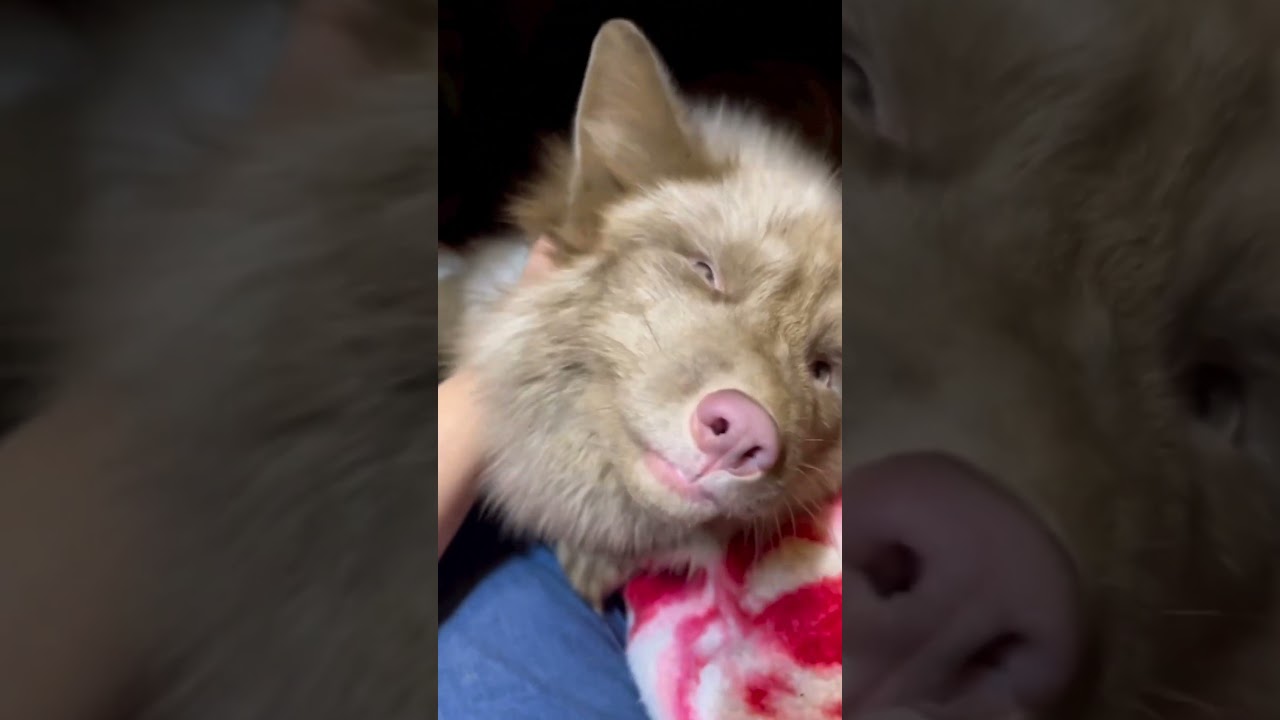 this fox with a rare color. like? 