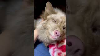 this fox with a rare color. like? #fox #animal #urbanfox #foxred #cuteanimals #domesticatedfoxes