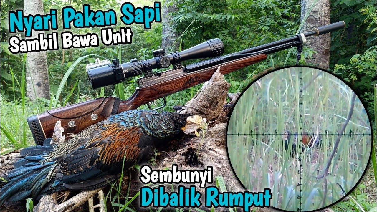 MANTAP‼️ Nyari pakan sapi malah poin AYAM HUTAN