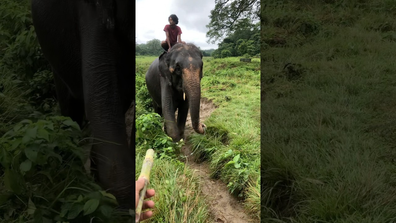 “Up close with nature’s majesty 🌿🐘 