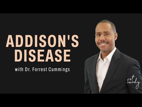 Addison's disease in dogs: the great pretender explained by Dr. Forrest Cummings | Vet Candy