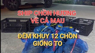 ĐÊM KHUYA SHIP CHỒN HƯƠNG GIỐNG TO VỀ CÀ MAU 0947411522