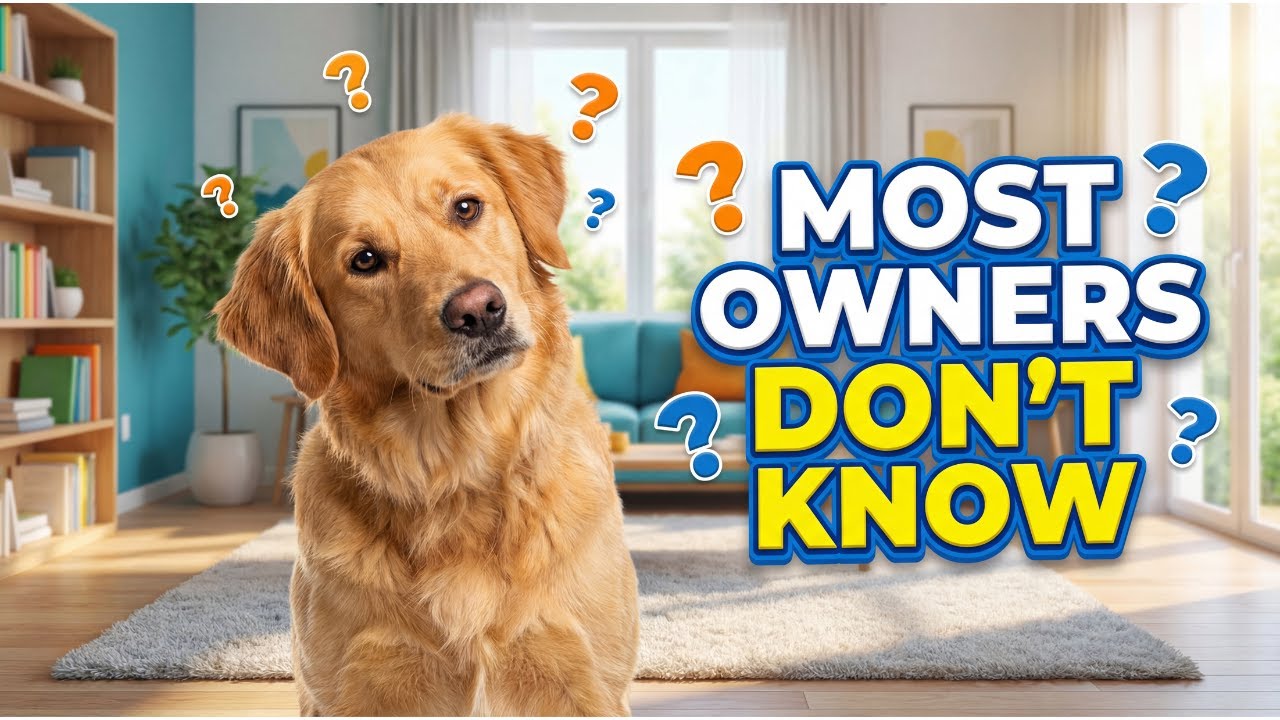 21 редкое поведение, которое собаки проявляют ТОЛЬКО тогда, когда по-настоящему вас любят.